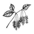 Schisandra. Adaptogenic plant illustration. Hand-sketched magnolia vine. Great for traditional medicine, perfume design, Ayurveda