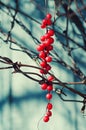 Schisandra berries