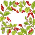 Schisandra branch vector frame