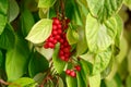 Schisandra chinensis or five-flavor berry on a branch. Fresh red ripe berries on green leaves in garden