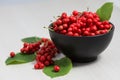 Schisandra chinensis Fruit and Berries