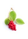 Schisandra Chinensis isolated on white background Royalty Free Stock Photo