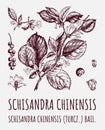 Schisandra chinensisi: schisandra branch with leaves and berries. Magnolia vine berries. Cosmetics and medical plant. Vector hand