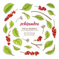 Schisandra elements vector set