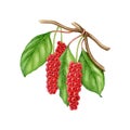 Schisandra plant branch with green leaves and red berries. Watercolor illustration. Hand drawn Schisandra chinensis