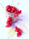 Schisandra red in ceramic bag. Red ripe schizandra in bucket. Five flavor berry