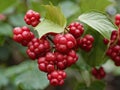 Schisandra (Schisandra chinensis) in the garden