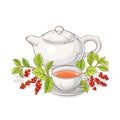 Schisandra tea illustration