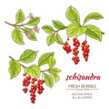 Schisandra vector set