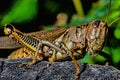 Schistocerca americana is a species of grasshopper in the family Acrididae