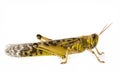 Schistocerca gregaria - the desert locust Royalty Free Stock Photo