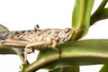 Schistocerca gregaria - the desert locust