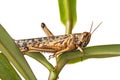 Schistocerca gregaria - the desert locust Royalty Free Stock Photo