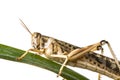 Schistocerca gregaria - the desert locust Royalty Free Stock Photo