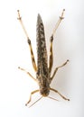 Schistocerca gregaria - the desert locust Royalty Free Stock Photo
