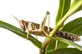 Schistocerca gregaria - the desert locust Royalty Free Stock Photo
