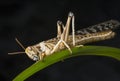 Schistocerca gregaria - the desert locust Royalty Free Stock Photo