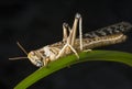 Schistocerca gregaria - the desert locust