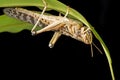 Schistocerca gregaria - the desert locust Royalty Free Stock Photo