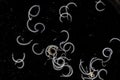 Schistosoma is a genus of trematodes, commonly known as blood flukes.