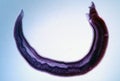 Schistosomiasis leeches as a parasite Royalty Free Stock Photo