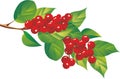 Schizandra berries