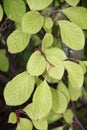 Green leaves of schisandra on branches. Schisandra thickets without fruits