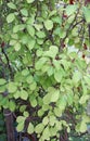 Green leaves of schisandra on branches. Schisandra thickets without fruits