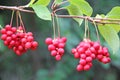 Schizandra on liana in garden. fruits of schisandra growing on branch in row