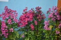 Schizanthus - Flowering House plants