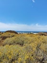 Schizogyne sericea or salado blanco yellow flowers shrubs on a seacoast background, blue sky and blue ocean on a sunny day Royalty Free Stock Photo