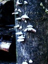 Schizophyllum commune fungo Royalty Free Stock Photo