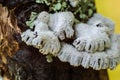 Schizophyllum commune. Fuzzy Fungi on a tree Royalty Free Stock Photo