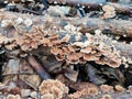 Schizophyllum commune or grigit mushroom is on a dry tree