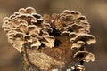 Schizophyllum commune Royalty Free Stock Photo