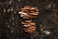 Schizophyllum commune mushroom on tree Royalty Free Stock Photo