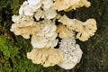 Schizophyllum commune mushroom