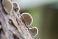 Schizophyllum commune species of gilled fungus Royalty Free Stock Photo