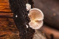 Schizophyllum commune the split gill mushroom 8514