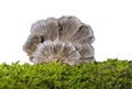 Schizophyllum commune on white background Royalty Free Stock Photo
