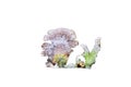 Schizophyllum commune on white background Royalty Free Stock Photo
