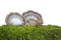 Schizophyllum commune on white background Royalty Free Stock Photo
