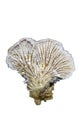 Schizophyllum commune on white background Royalty Free Stock Photo