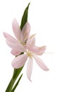 Schizostylis coccinea