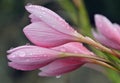 Schizostylis or Kaffir Lily