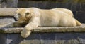 Sleeping ice bear Royalty Free Stock Photo