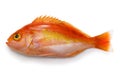 schlegel red bass