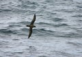 Schlegels Stormvogel, Atlantic Petrel, Pterodroma incerta Royalty Free Stock Photo