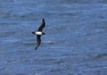 Schlegels Stormvogel, Atlantic Petrel, Pterodroma incerta Royalty Free Stock Photo