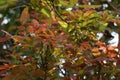 Schleichera oleosa Also called gum-lac tree, Indian lac, Malay lac, Macassar oil tree, Ceylon oak on the tree. This plant used t